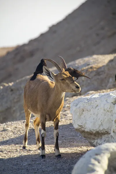 Birds eating parasites from Ibex. Ein Gedi, Dead Sea, Israel
