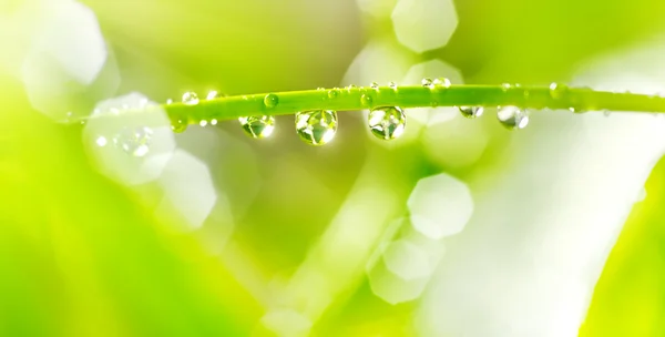 Water drops on a green stem