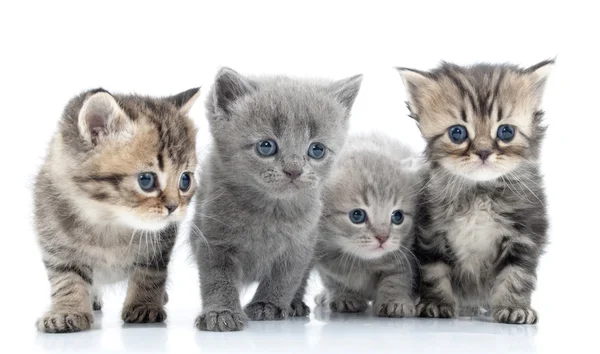Portrait of young cats\' group . Studio shot. Isolated.