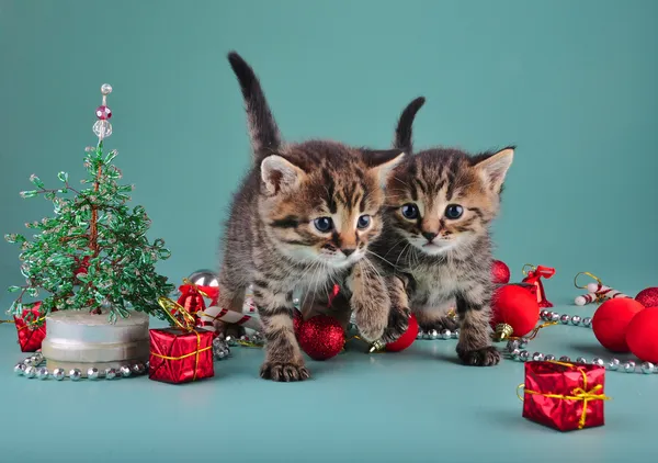 Small kittens among Christmas stuff