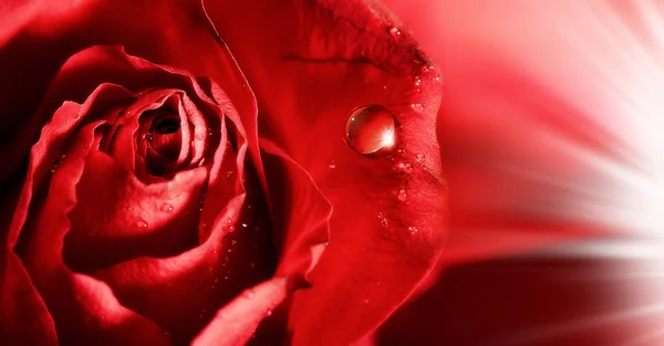 Red rose petals with water droplets and rays of light. abstract