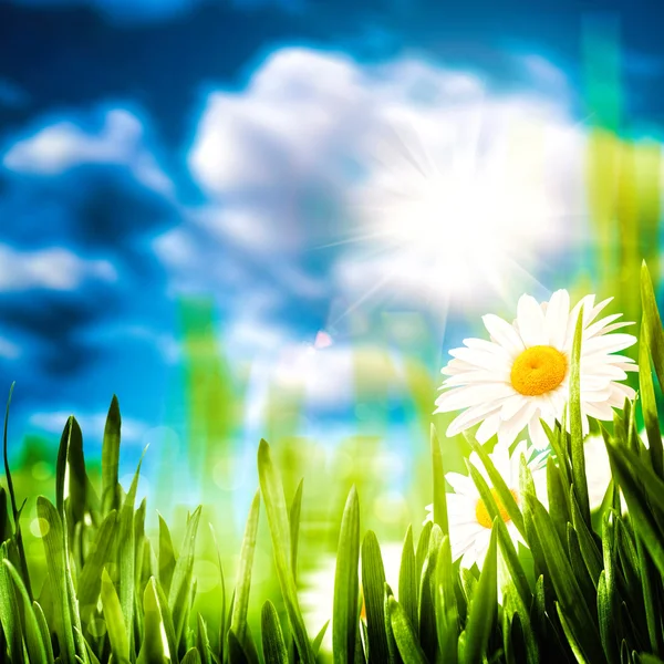 Daisy flowers on the meadow