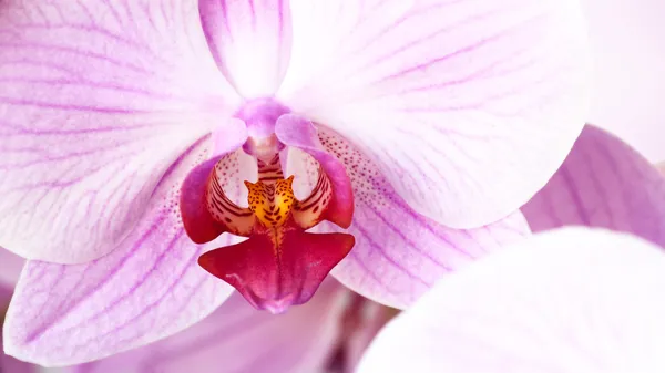 Beauty pink orchid