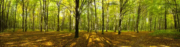 Autumn forest