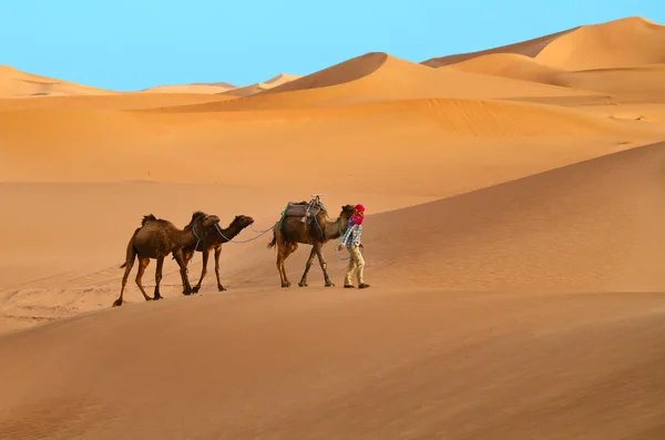 Berber man with three dromedary camels