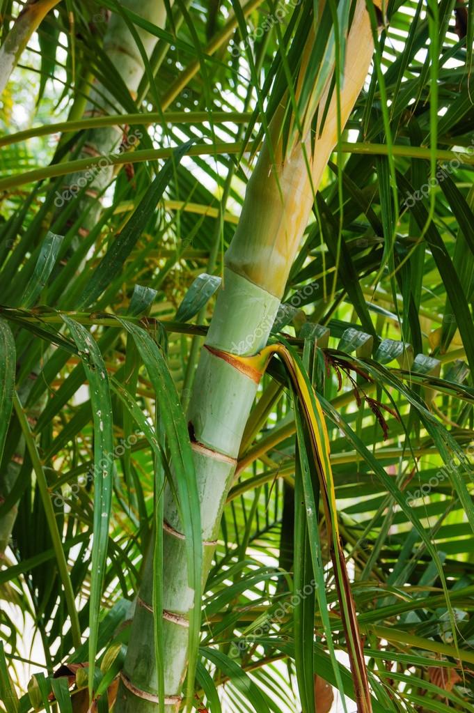 Green palm tree trunk — Stock Photo © Observer 22897586