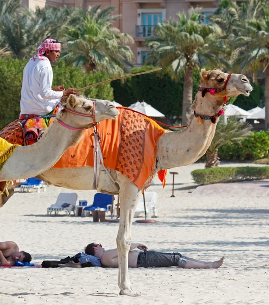 Arab man sitting on a camel on the beach