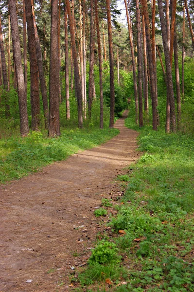 Deserted path in the pine forest