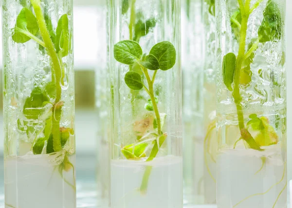 Plants of potato in lab tubes