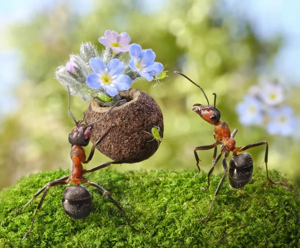 Ant gives flowers with sweets, juicy aphids, ants tales