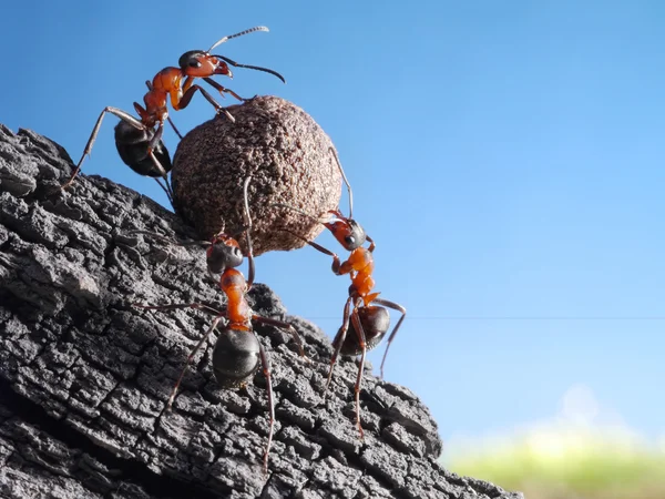 Team of ants rolls stone uphill