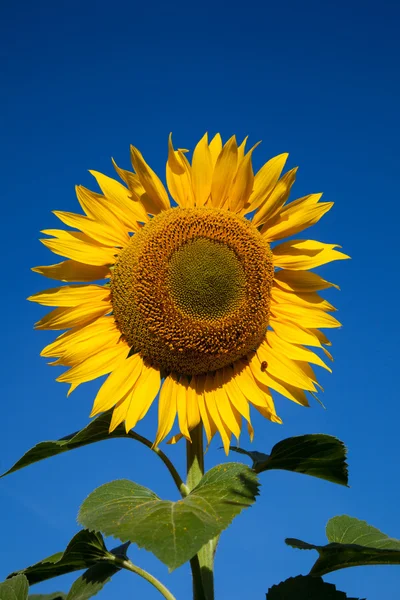 Flower sunflower on the background of blue sky
