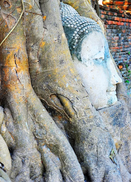Buddha head in roots