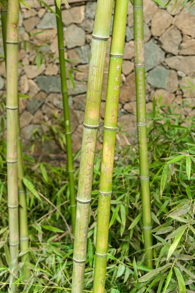 Chinese green bamboo