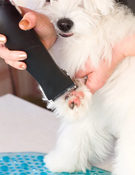 Grooming Maltese dog