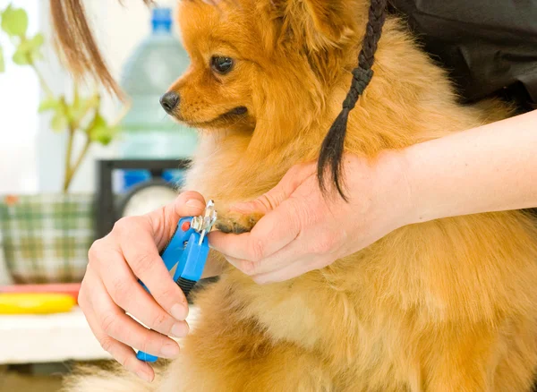 Hands using pet clippers to trim dogs toenails