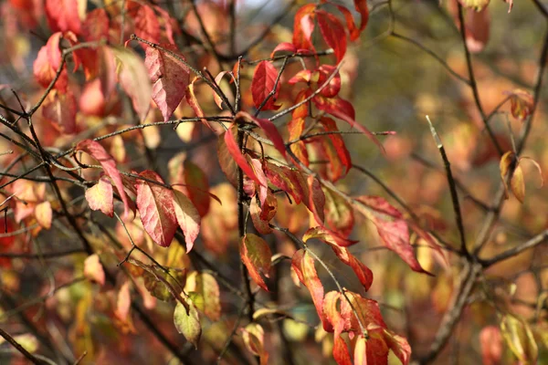 Autumn leafs red and golden colors