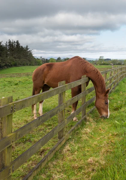 Brown horse stretches to reach grass