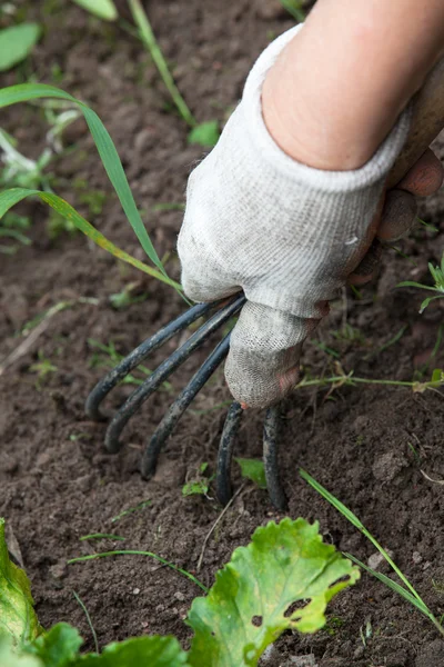 The hand holding the gardening tool