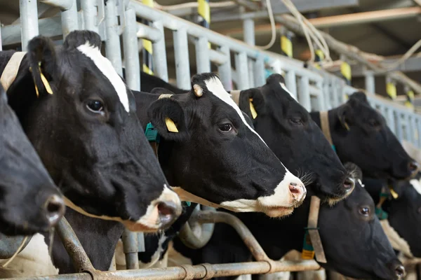 Cows herd during milking at farm