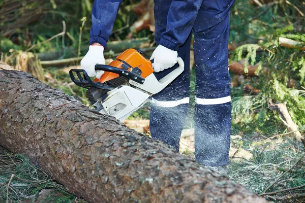 Lumberjack cutting tree in forest