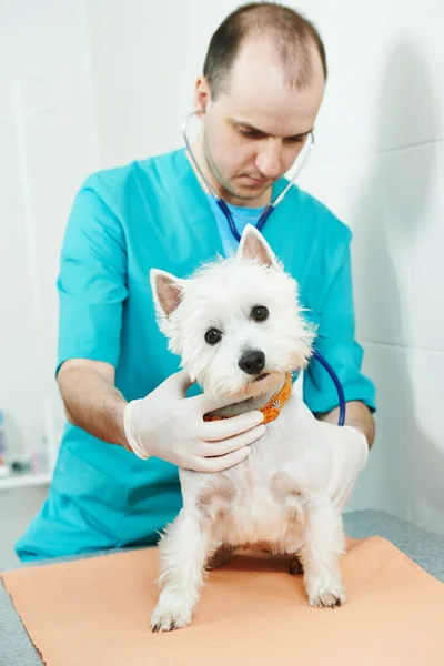 Veterinarian surgeon treating dog