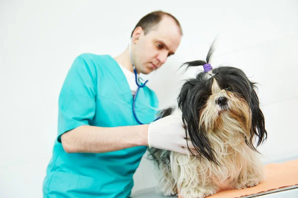 Veterinarian surgeon treating dog