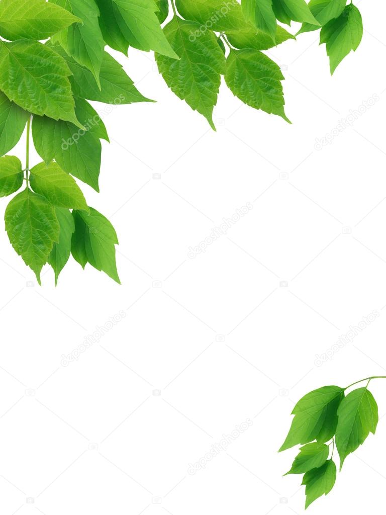Green Leaves Border — Stock Photo © kvkirillov #25797837