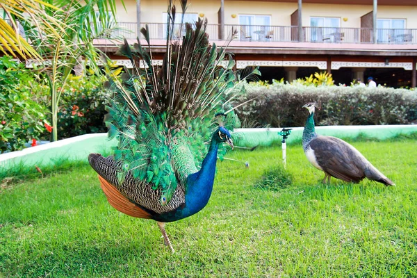 Peacock in garden — Stock Photo #12733194