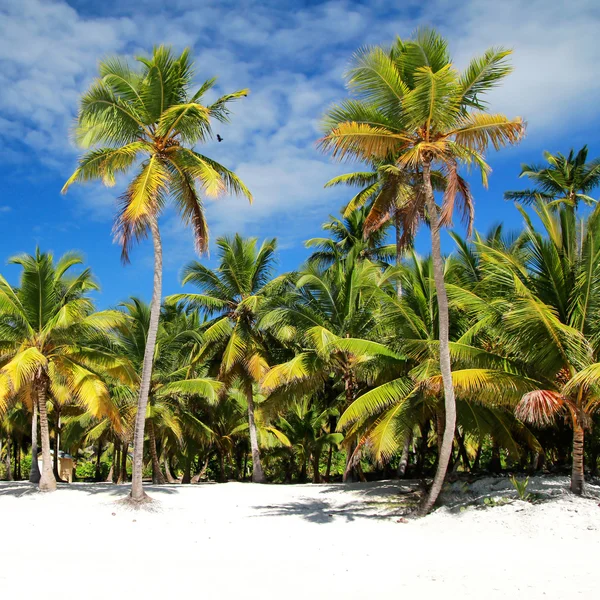Palms on beach