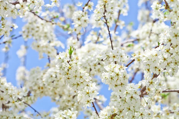 Cherry blossom with white flowers
