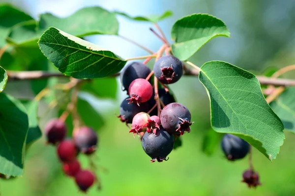 Saskatoon berry delicious on deciduous shrub