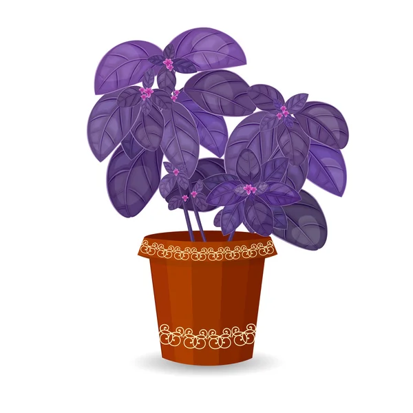 Pbasil in flower pot
