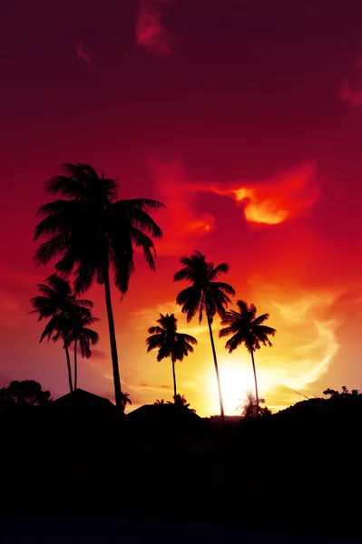 Palm tree sunset on tropical beach