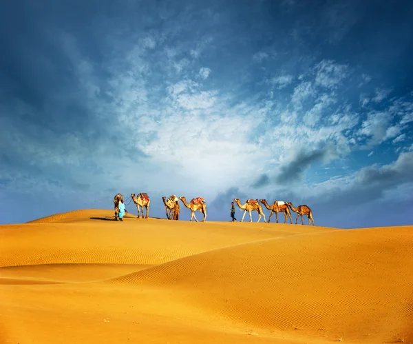 Camels travel through sand of desert dunes