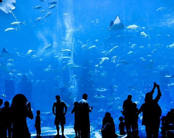 Silhouettes of against a big aquarium
