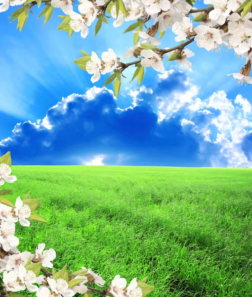Green field, blue sky and flower of cherry