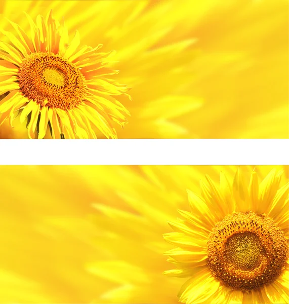 Banners with sunflowers