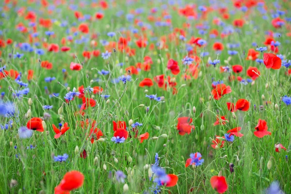 아름 다운 꽃 양 귀 비 및 cornflowers  