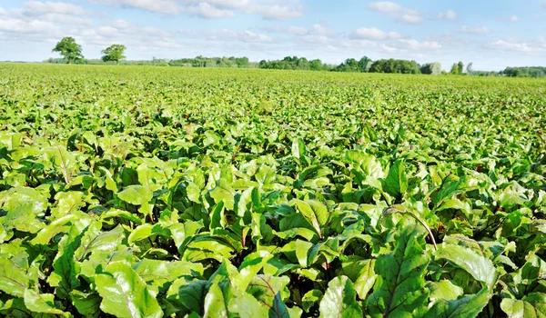 Field of beet.