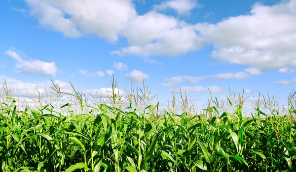 Growing corn.