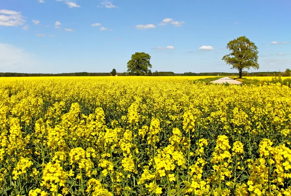 Canola field.