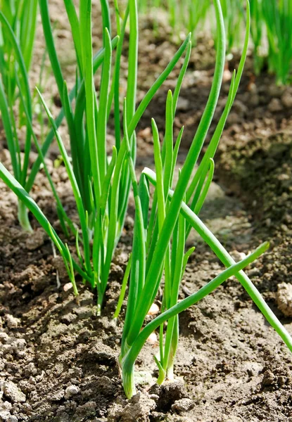 Growing onion.