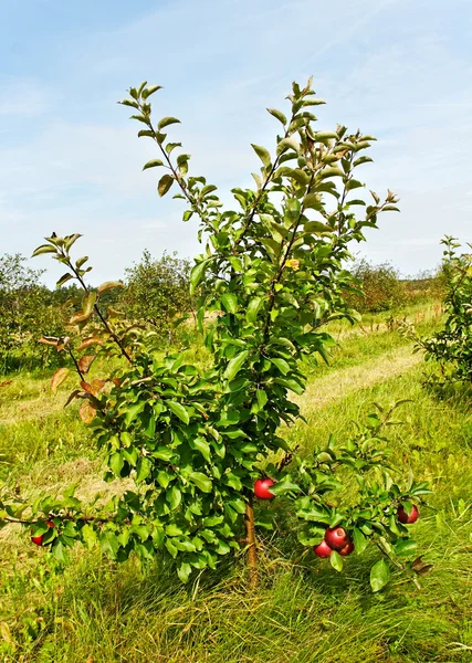 Small apple tree.