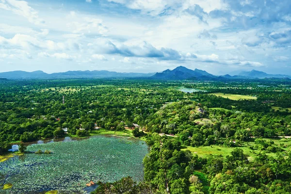 Amazing green landscape valley overgrown with trees and with bea