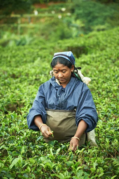 Ethnic Tamil woman harvests tea plantation in Sri Lanka