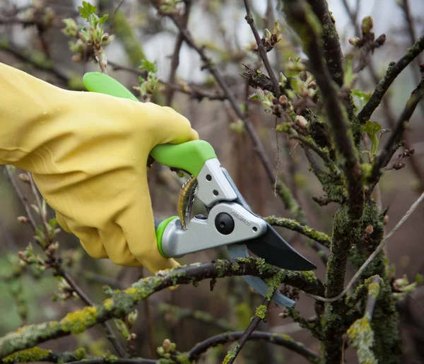 Hands with gloves of gardener doing maintenance work