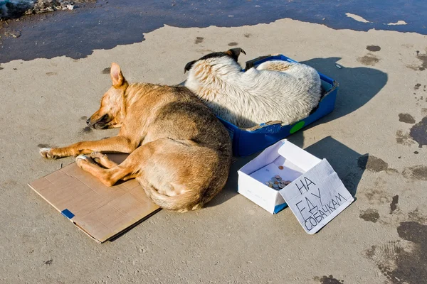 Stray dogs sleeping on the ground