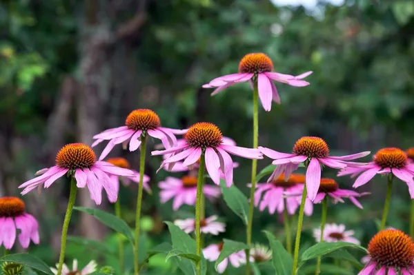 Pink Echinacea flowers on green nature background close up
