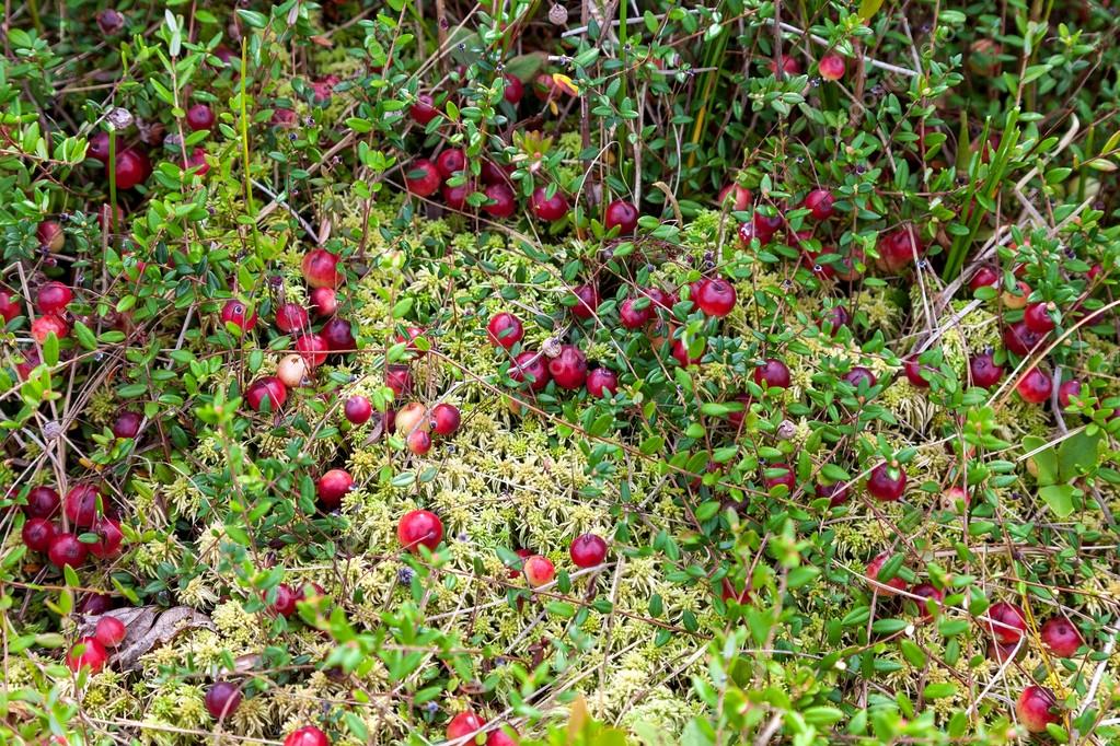 Wild cranberries growing in bog, autumn harvesting — Stock Photo